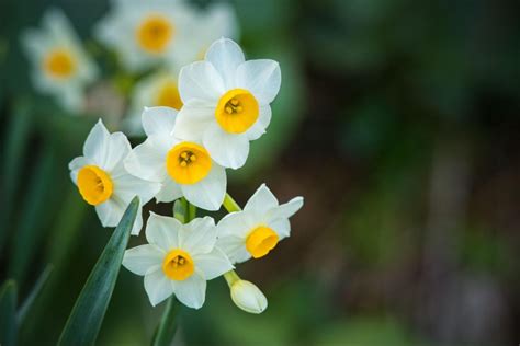 水仙 意味|水仙(スイセン)の花言葉｜怖い意味がある？見頃の季節はい 